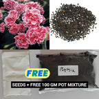 A packet of carnation seeds next to a bag of potting mixture on a plain background
