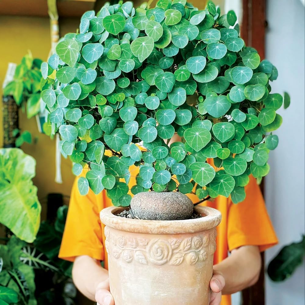 Cephalantha Stephania Plant Medium Caudex - Pack of 2