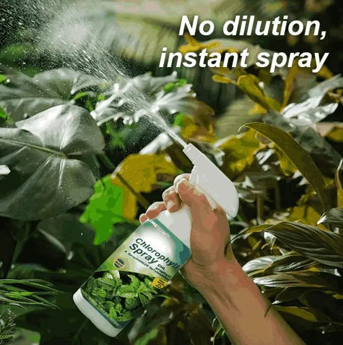 Two 100ML bottles of chlorophyll spray shown together on a plain background