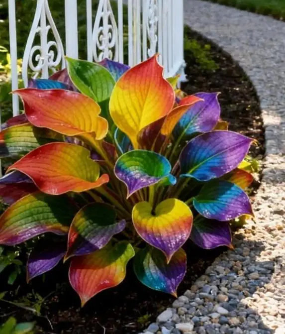 Close up of Color Symphony Hosta seeds in a garden pack with growth serum