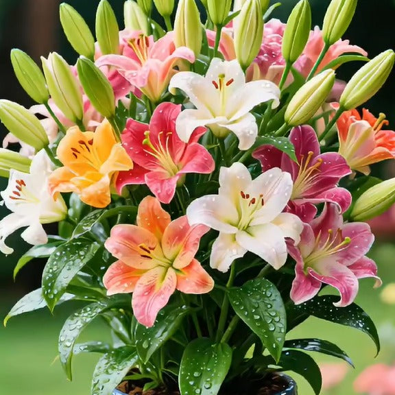 Colorful Perfume Lily Bulbs Seeds (Pack of 2)