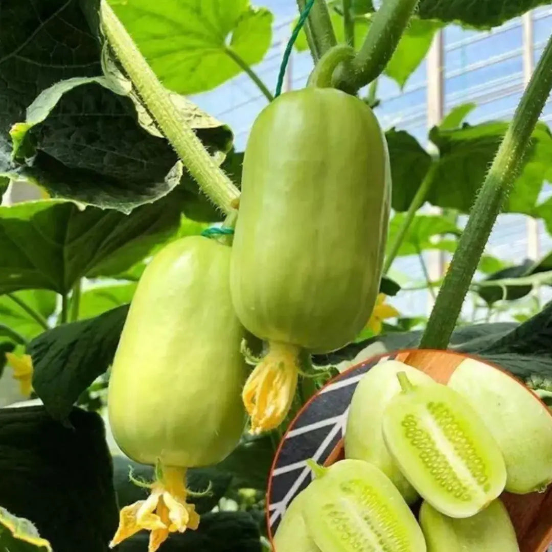 A pack of Golden Boy Lady cucumber seeds for gardening