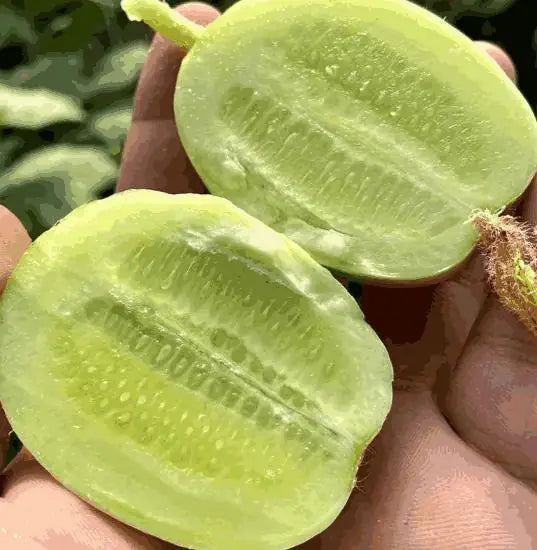 Cucumber Golden Boy Lady Seeds - Pack of 1