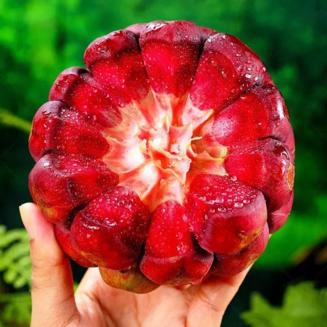 Devil Fruit Seeds - Pack of 1