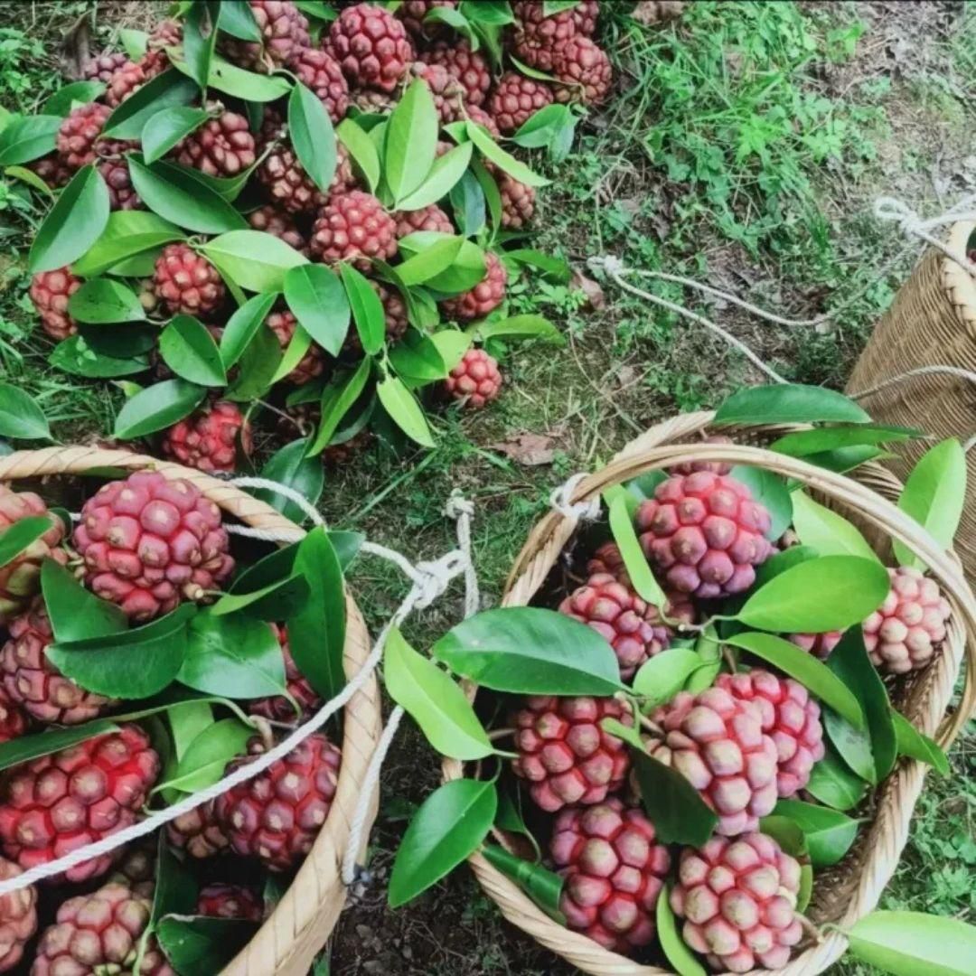 A small package of Devil Fruit Seeds for home gardening
