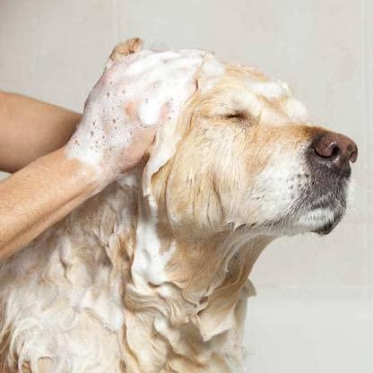 Dog Shampoo (Pack of 1)
