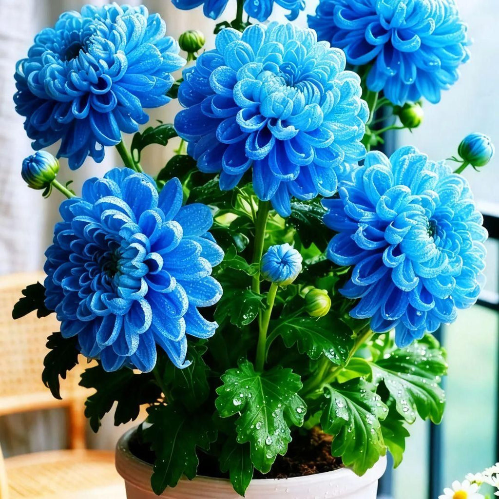 Double-Petal Chrysanthemum Seeds with Organic Pot Mix, Pack of 2