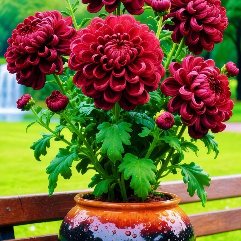 Two packets of chrysanthemum seeds with a 100 gram bag of organic pot mix