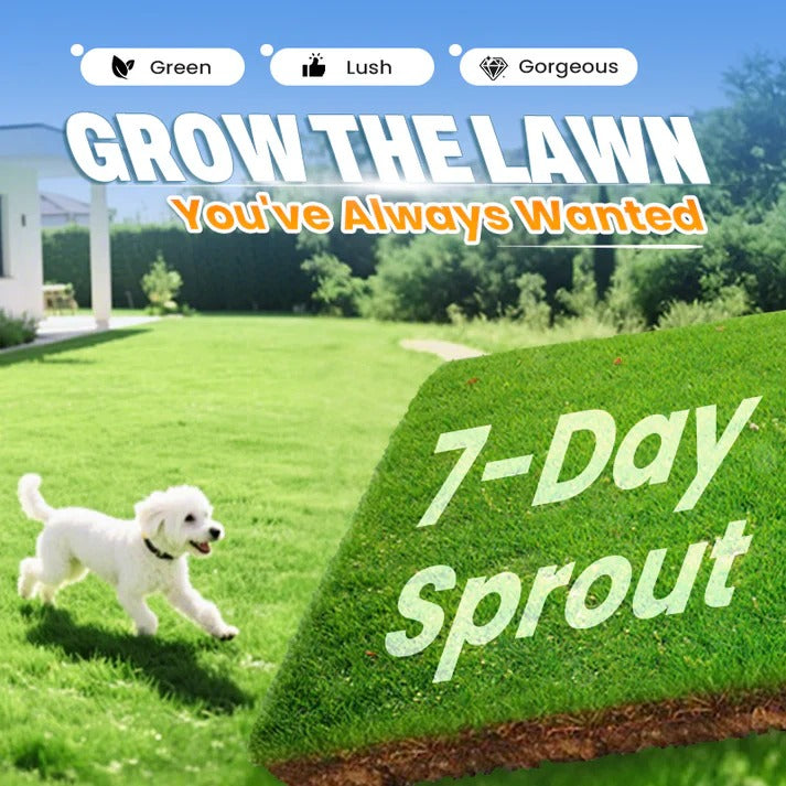 Evergreen Garden Grass Seeds - Cold and Drought Resistant, Pet-Friendly (Pack of 2)