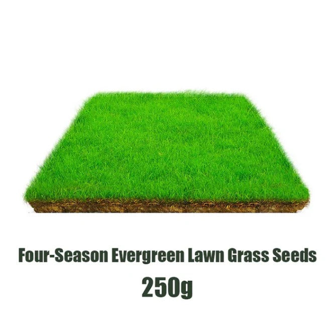 Evergreen Garden Grass Seeds - Cold and Drought Resistant, Pet-Friendly (Pack of 2)