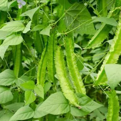 Dragon Bean Seeds (Pack of 2)
