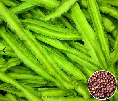 Two packs of natural Dragon Bean seeds for home gardening