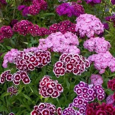 Dianthus Seeds with Potting Mixture (Pack of 2)
