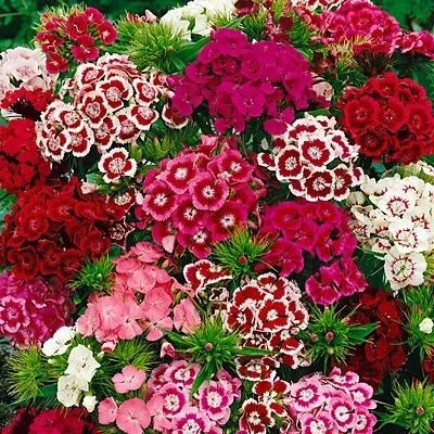 Dianthus Seeds with Potting Mixture (Pack of 2)