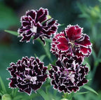 Two packets of Dianthus flower seeds alongside a small bag of potting mixture