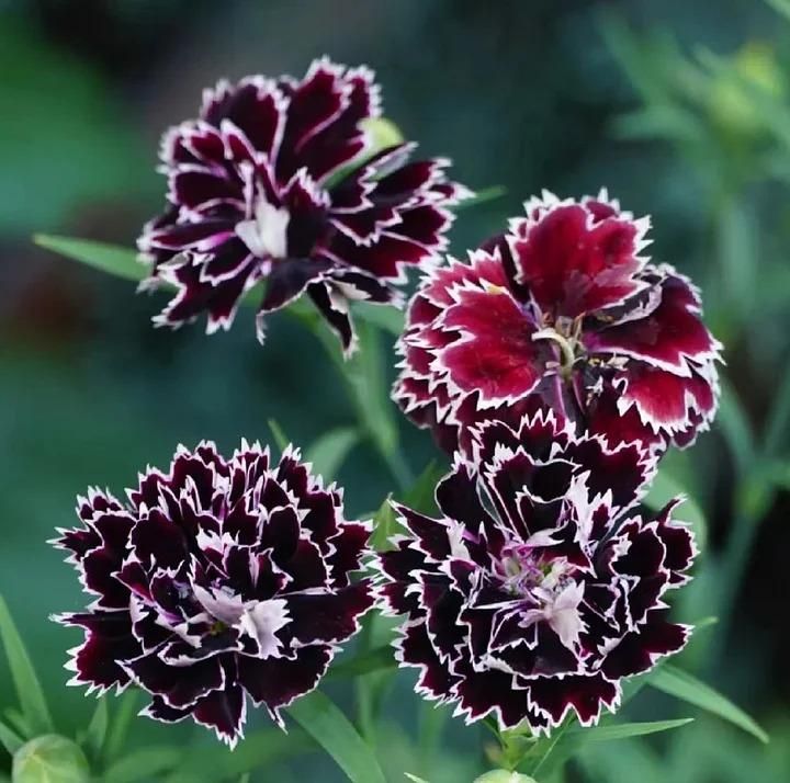 Dianthus flower seeds in a packet alongside a bag of potting mixture