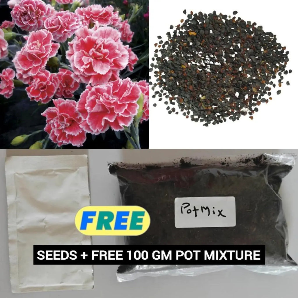 Dianthus Seeds with Potting Mixture (Pack of 2)
