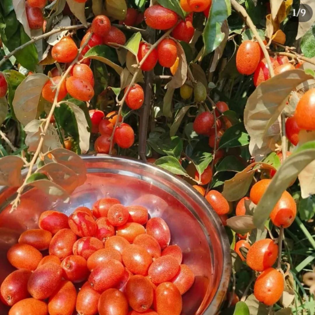 Buddha Lantern Fruit Seeds - Pack of 1