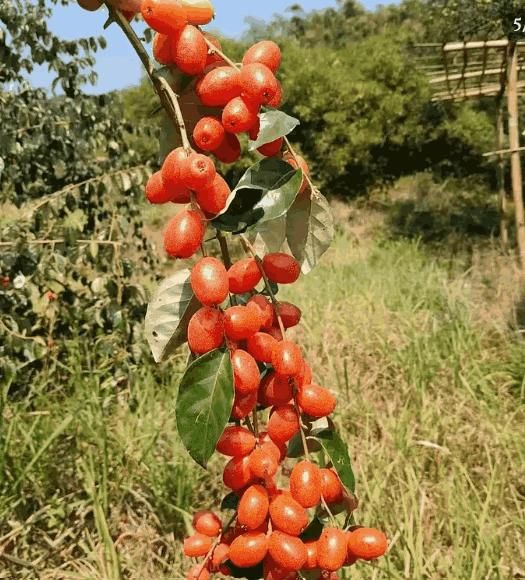 A packet of natural Buddha lantern fruit seeds for home planting
