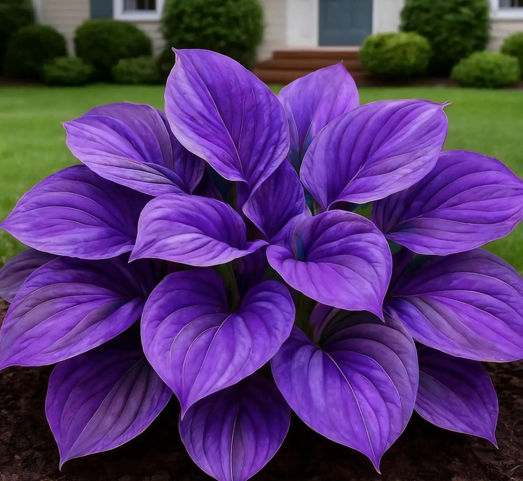 Blue Flame Hosta Seeds with Organic Pot Mix Starter Kit