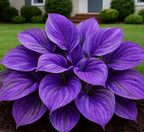 Blue Flame Hosta Seeds with Organic Pot Mix Starter Kit