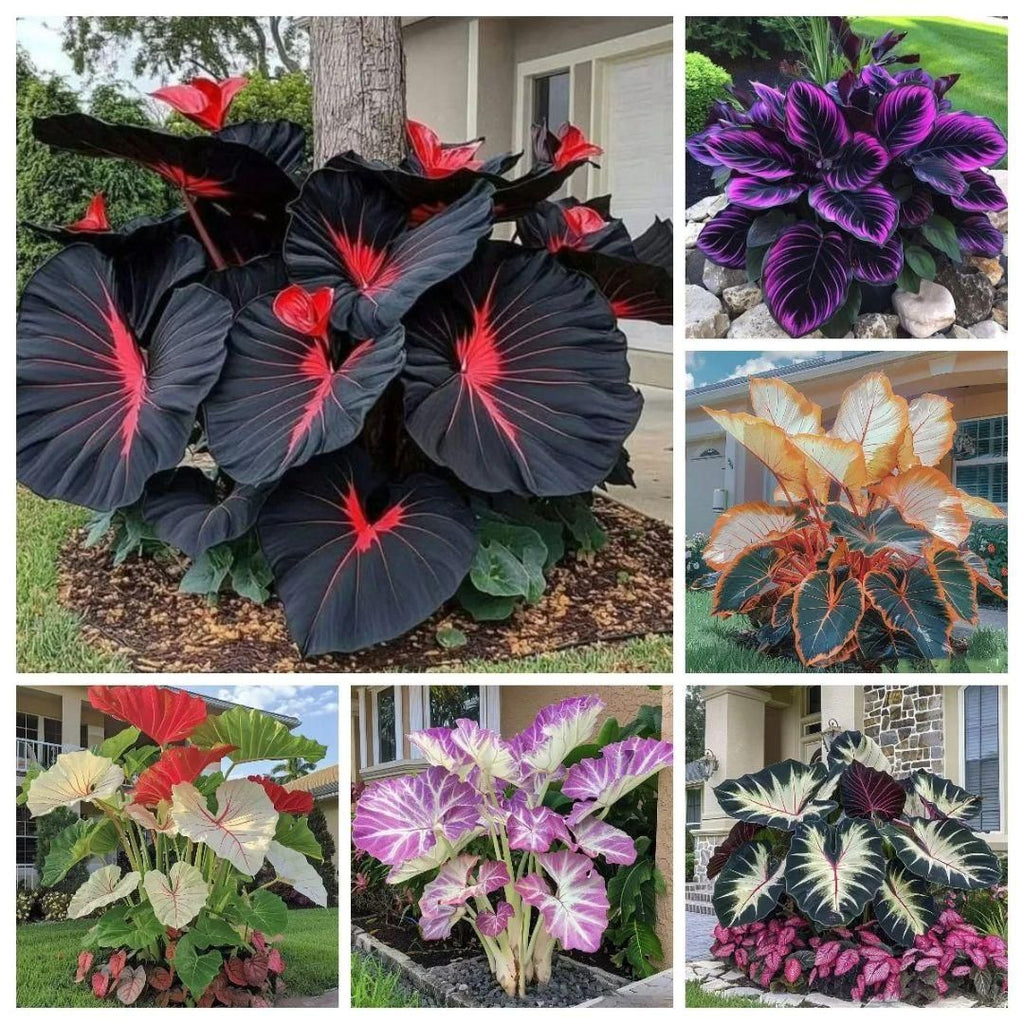 Black Hosta Seeds with 100g Organic Potting Mix Combo