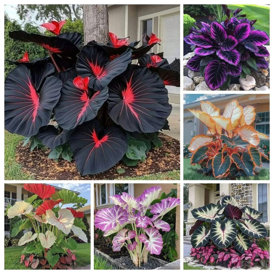 Black Hosta Seeds with 100g Organic Potting Mix Combo