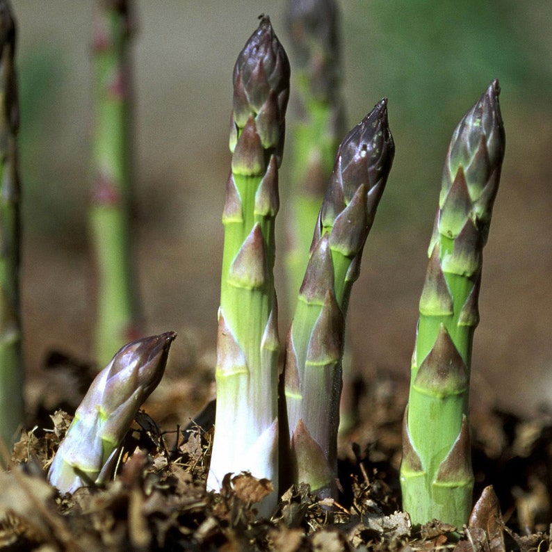 Organic Asparagus Vegetable Seeds with Growth Booster - Pack of 2