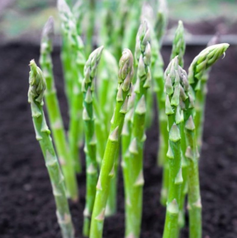 Organic Asparagus Vegetable Seeds with Growth Booster - Pack of 2