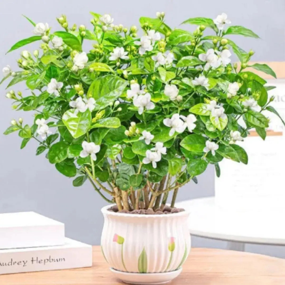 Two packets of double jasmine flower seeds displayed against a white background