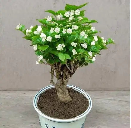 Double Jasmine Flower Seeds - Pack of 2