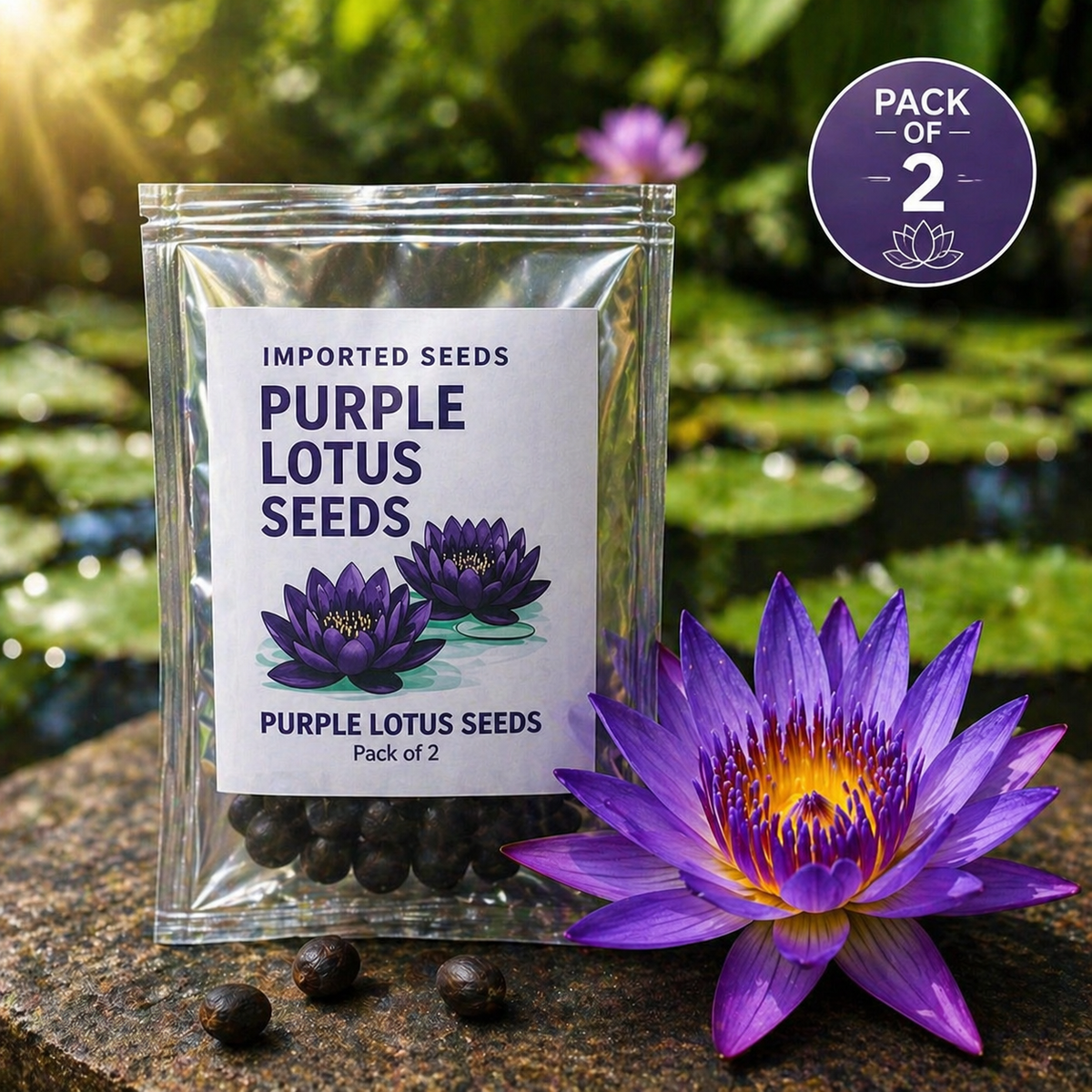 A pack of two natural lotus flower seeds for aquatic gardening