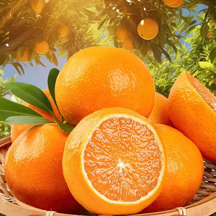 Imported Jelly Orange Seeds - Pack Of 2