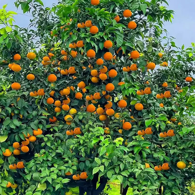 Imported Jelly Orange Seeds - Pack Of 2