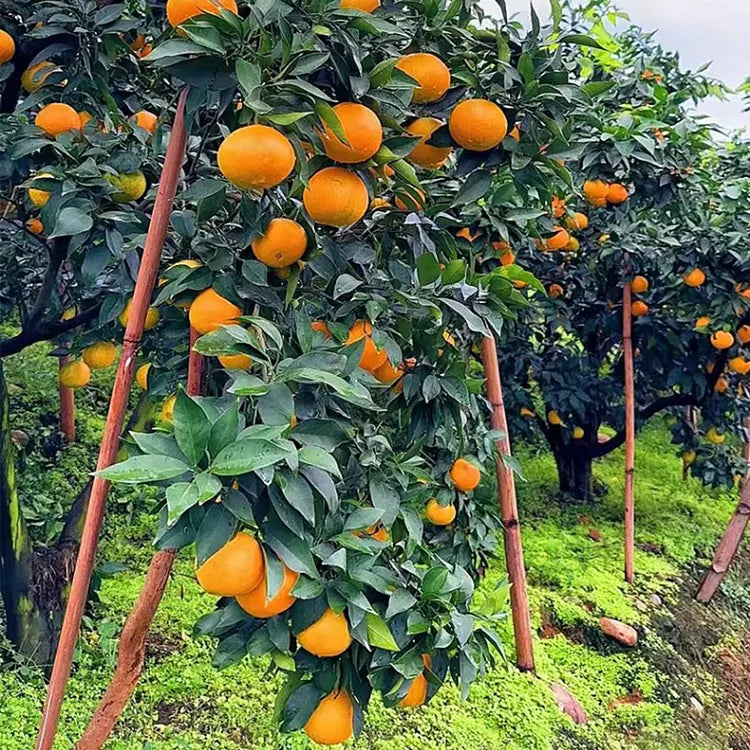 Imported Jelly Orange Seeds - Pack Of 2