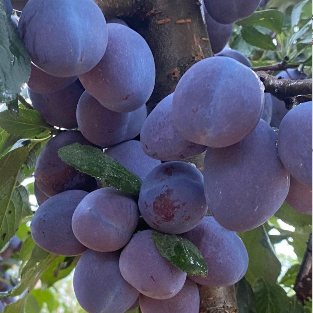 Blue Honey Goddess Plum Seeds - Pack of 1
