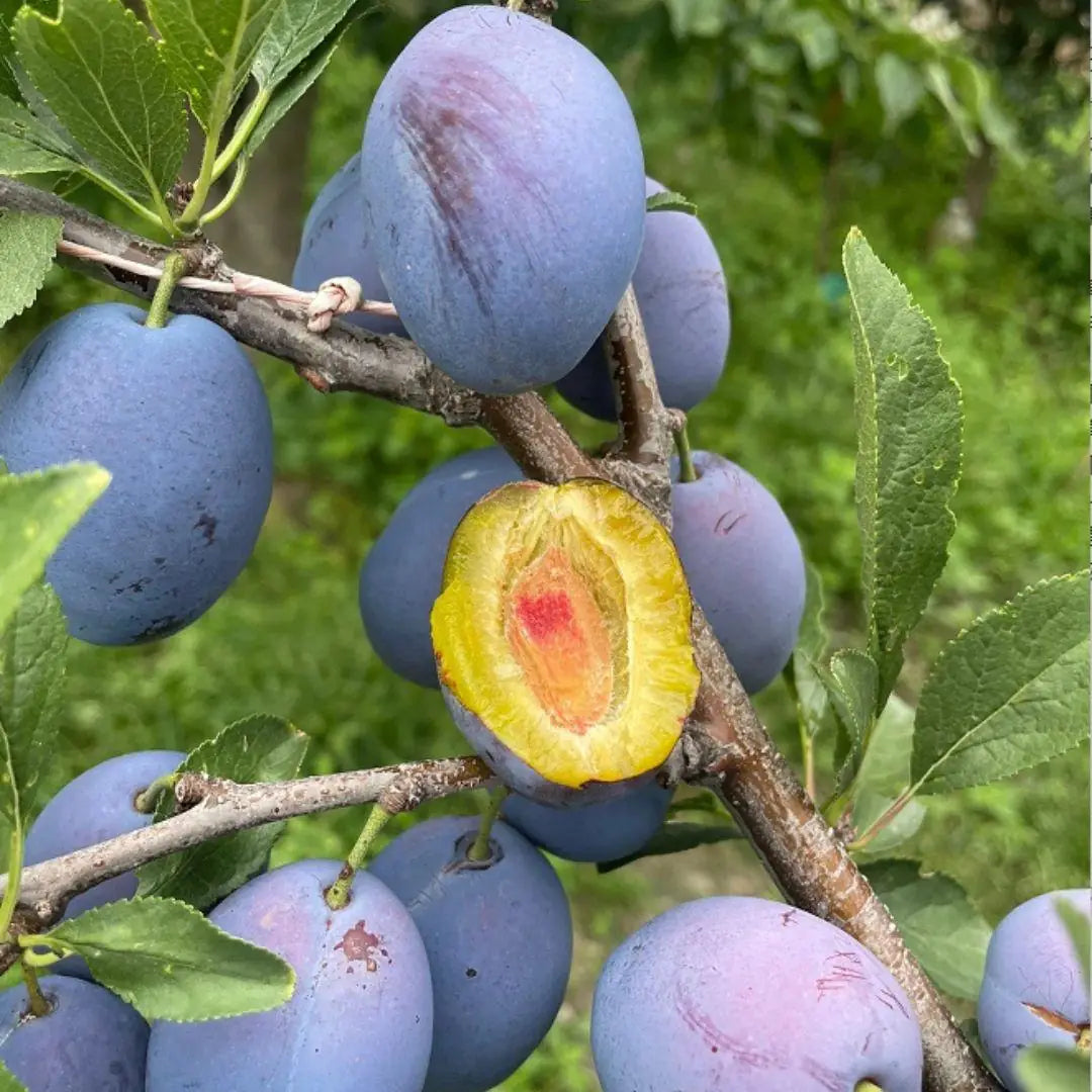 Blue Honey Goddess Plum Seeds - Pack of 1