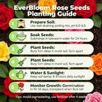 Ever Bloom Rose Seeds Combo Pack with Plant Growth Supplement