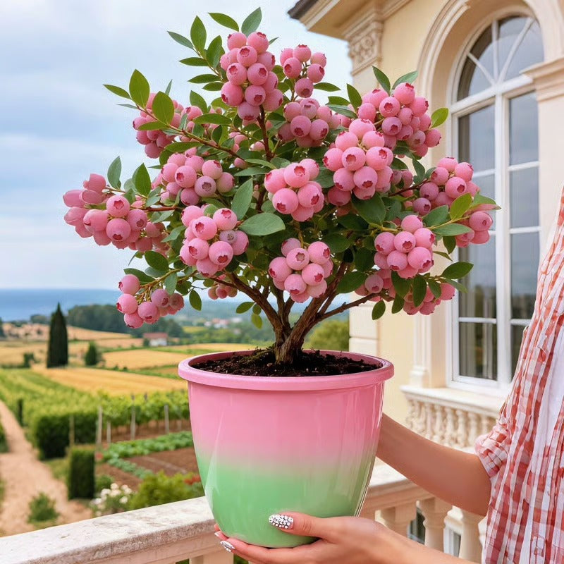 Premium Pink Blueberry Seeds - Pack of 2