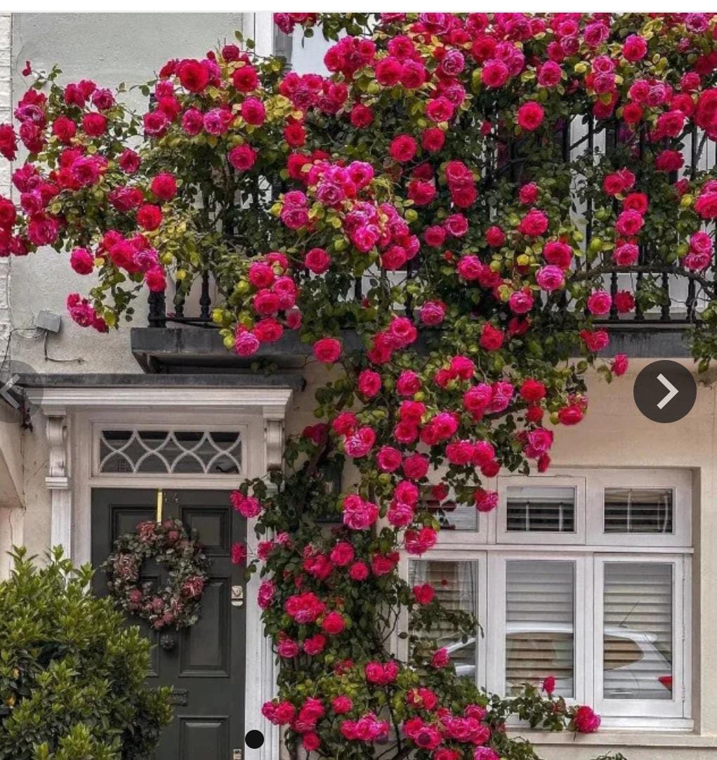 Elegant Climbing Rose Flower Seeds - Pack of 2 (100 Seeds)