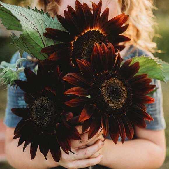 Natural sunflower seeds in a single pack for home gardening