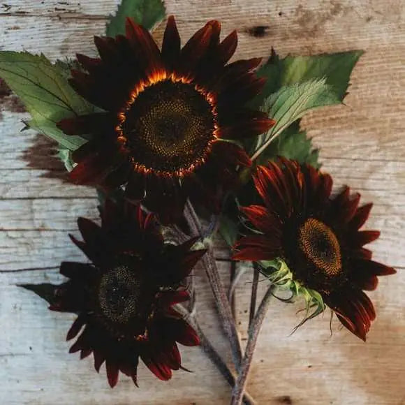 Chocolate Sunflower Seeds for Planting and Growth