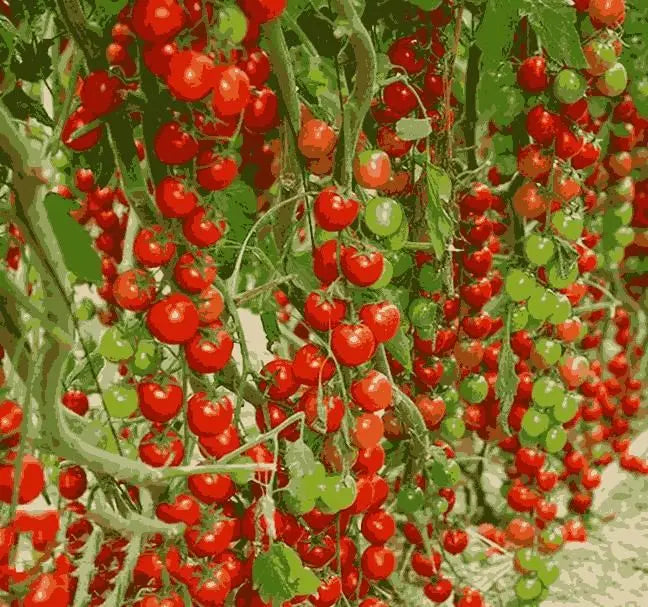 Waterfall Tomato Seeds - Pack of 1