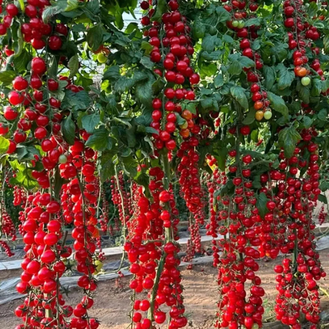 Waterfall Tomato Seeds - Pack of 1